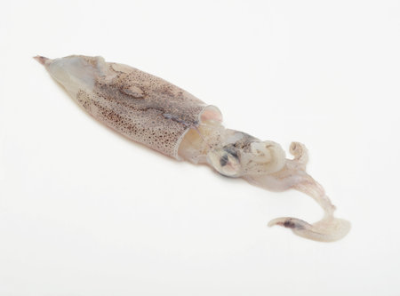 Squid