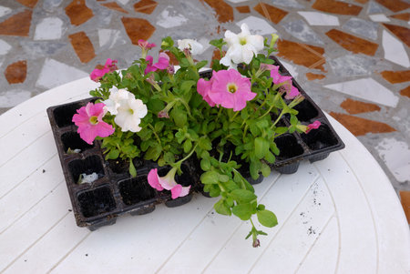 several plants ready for plantingの写真素材