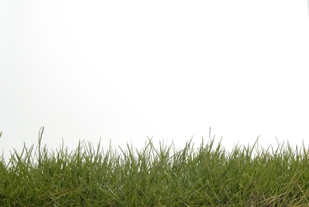 Macro shot of grassの写真素材