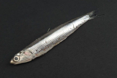 One anchovy on black backgroundの写真素材