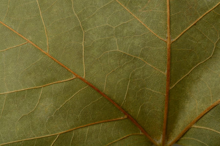 Detail of a dry leaf, green
