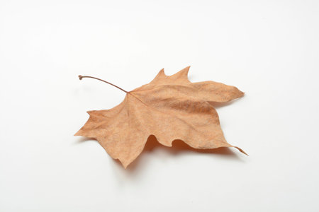 Dry leaf