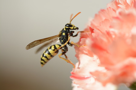 Waspの写真素材