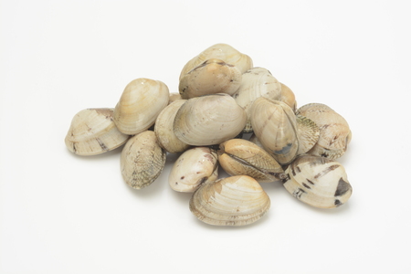 Clamsの写真素材