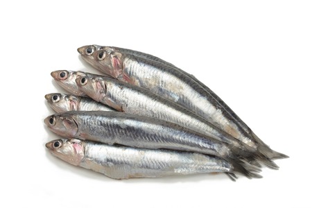Fresh anchovies or rawの写真素材