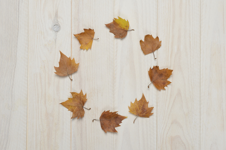 Dried leaves on white wooden background, autumn conceptの写真素材