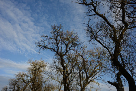 Branches of leafless trees an autumn day, detail