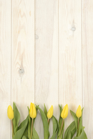 Yellow tulips on white wooden background, studio pictureの写真素材
