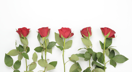 Roses on white background, macroの写真素材
