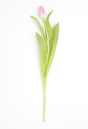Pink tulip on white backgroundの写真素材