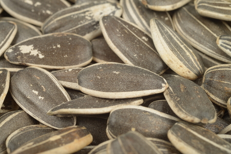 Raw sunflower seedsの写真素材