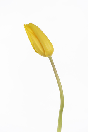 Yellow tulip on white backgroundの写真素材