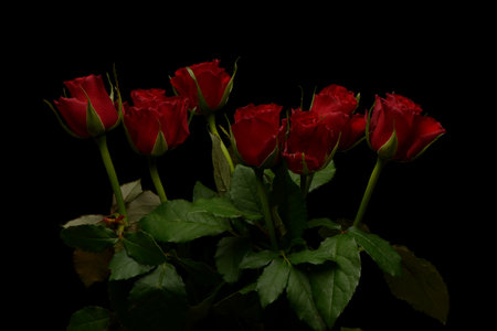 Red roses on black backgroundの写真素材