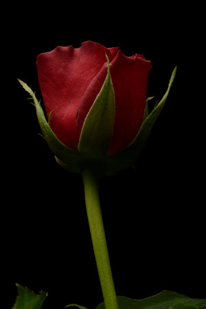Red rose on black backgroundの写真素材