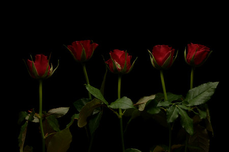 Red roses on black backgroundの写真素材