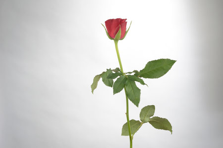 Red rose on white backgroundの写真素材