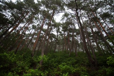 Moss in the beautiful valley of South Korea,mugeonri""の写真素材