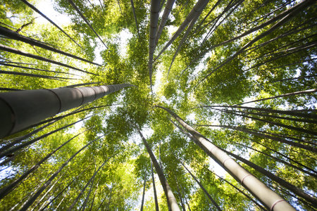 Beautiful bamboo forest in south korea,Boseong