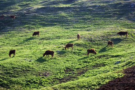 Beautiful ranch in South Korea,Seosanranch