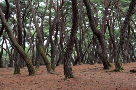 Trees in south koreaの写真素材