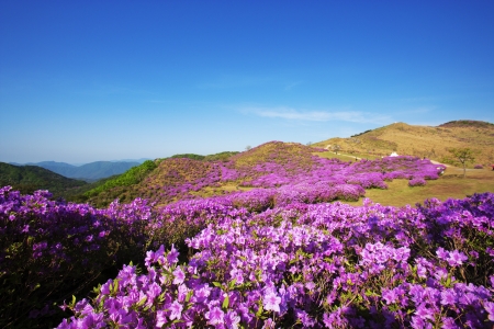 Beautiful mountains in south korea,hwangmaesan の写真素材