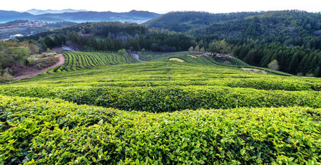 South Korea beautiful Boseong Green Tea Field