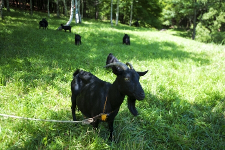 Black Goat Farm in south koreaの写真素材