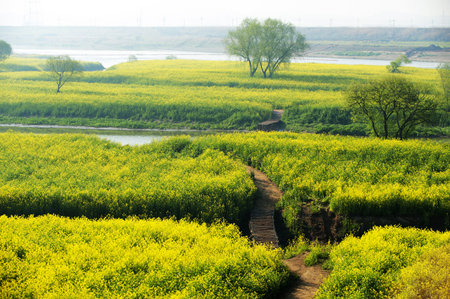 Beautiful landscape in South Korea,Naju Forest Road