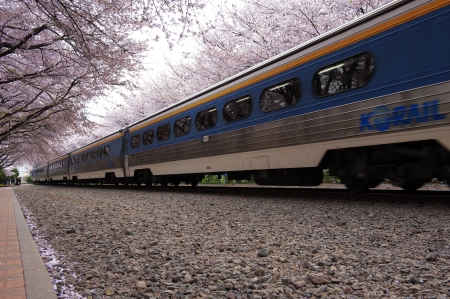Beautiful Jinhae  Cherry Blossom Festival in South Koreaのeditorial素材