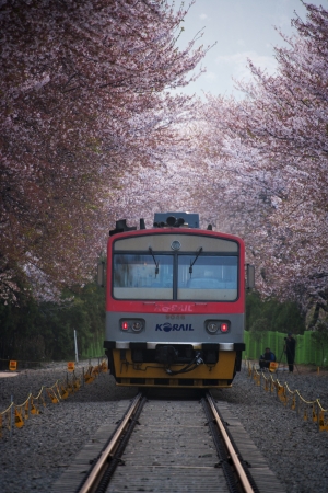 Beautiful Jinhae  Cherry Blossom Festival in South Koreaのeditorial素材