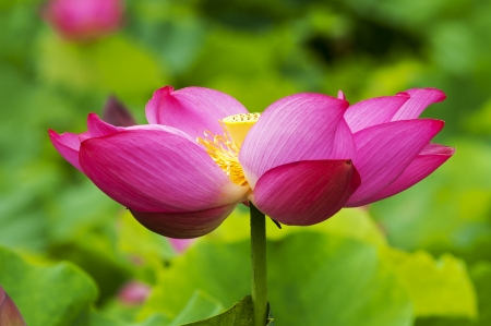 Lotus in the pondの写真素材