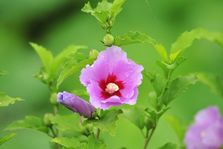 Sharon chrysanthemums in south koreaの写真素材