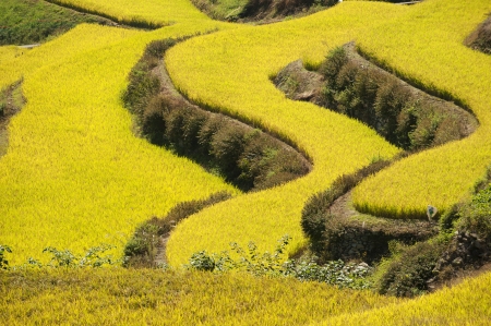 Farmers working in greenhousesの写真素材