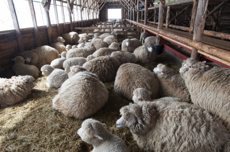 Sheepsの写真素材