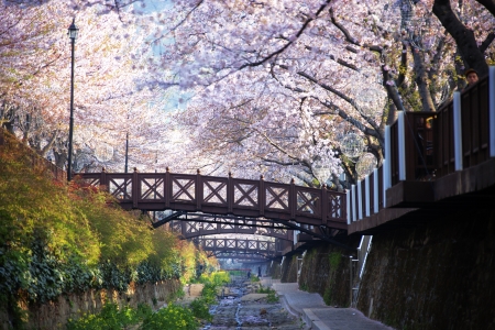 Beautiful  Jinhae  Cherry Blossom Festival in South Korea, Yeojwacheon の写真素材