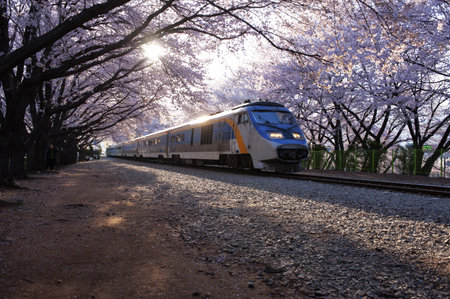 Beautiful Jinhae  Cherry Blossom Festival in South Korea