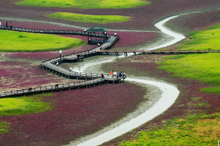 Beautiful Flowersの写真素材