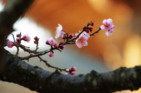 temples in south korea,Tongdosa の写真素材