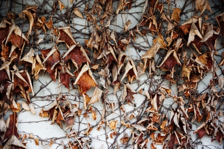 Ivy vineの写真素材