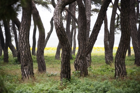 Beautiful landscape in South Korea,Imhanri の写真素材