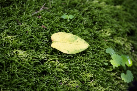 Green moss and leavesの写真素材