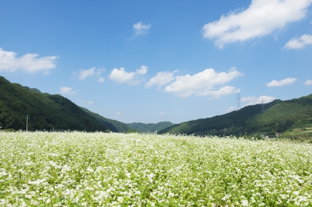 Corn dryingの写真素材