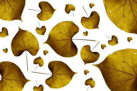 Maple leaves backgroundの写真素材