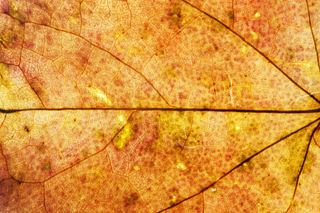 Maple leaves background