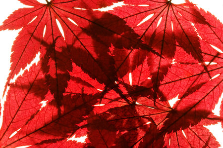 Maple leaves