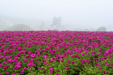 Beautiful way to Korea