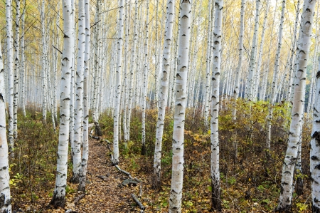 Gangwon-do" South Korea beautiful birch forest"の写真素材