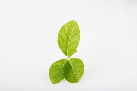 Green leaves