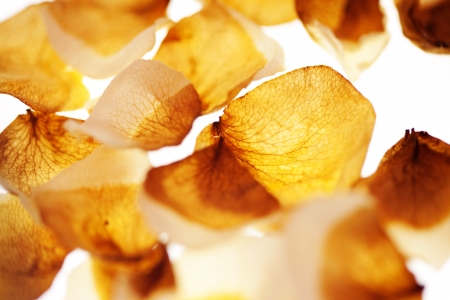 Dried rosesの写真素材