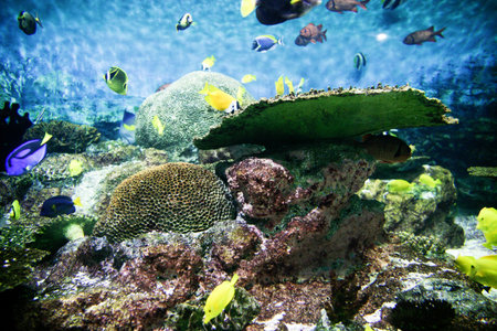 Tropical Fish Aquarium